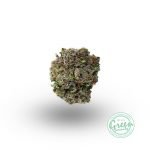 hindu kush strain