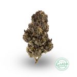 blue venom strain