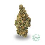 fruit punch strain