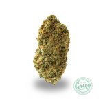 tutankhamun strain canada