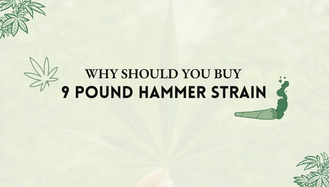 9 Pound Hammer Strain