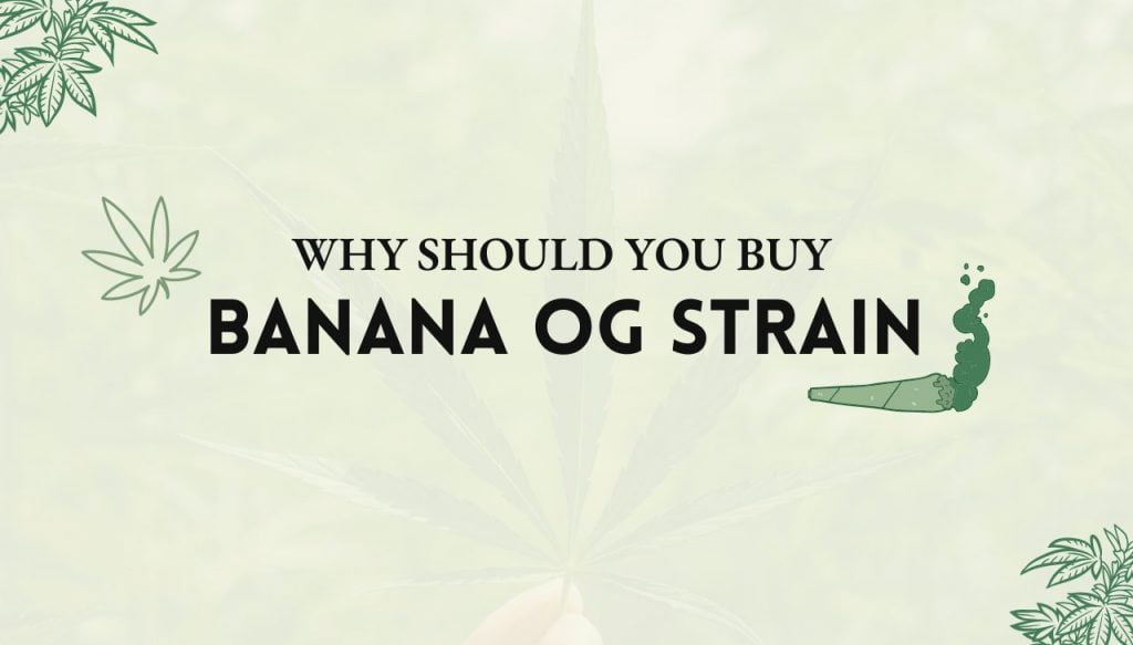 Banana OG Strain