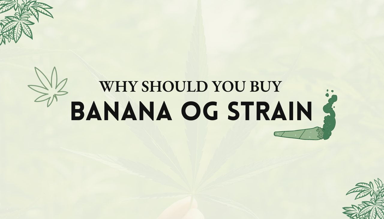 Banana OG Strain