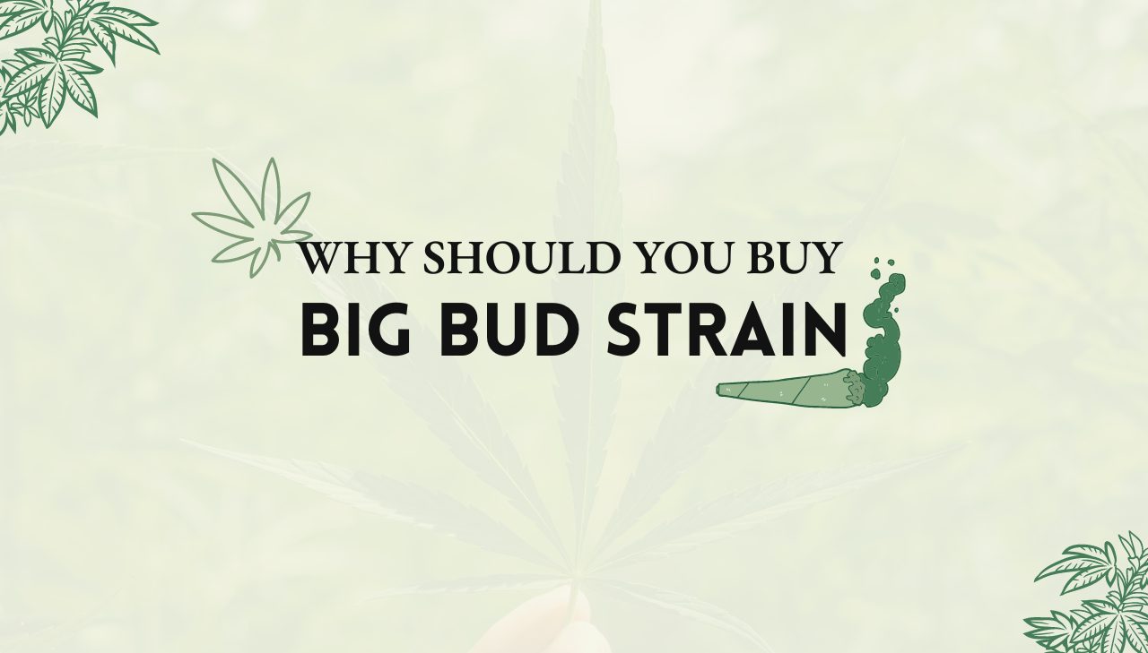 Big Bud Strain