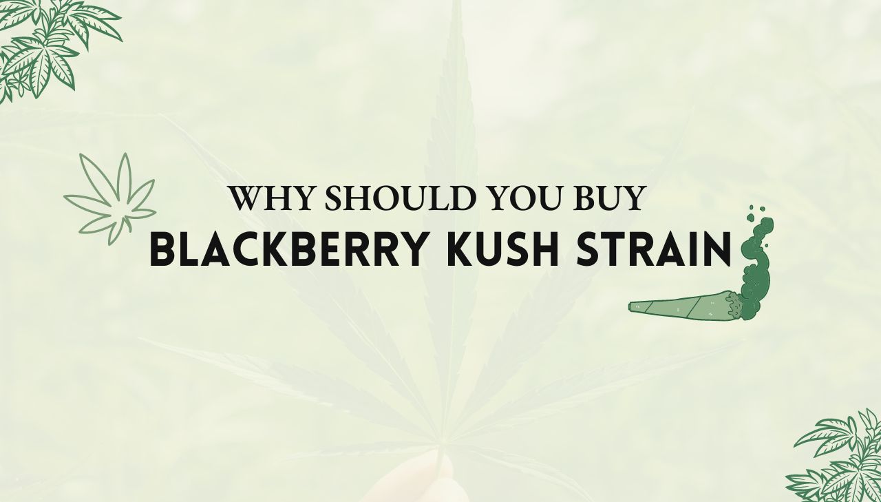 Blackberry Kush Strain