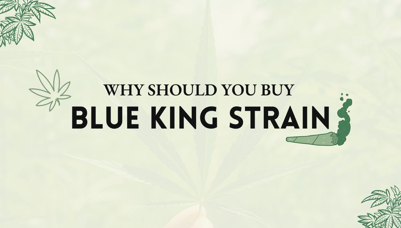 Blue King Strain