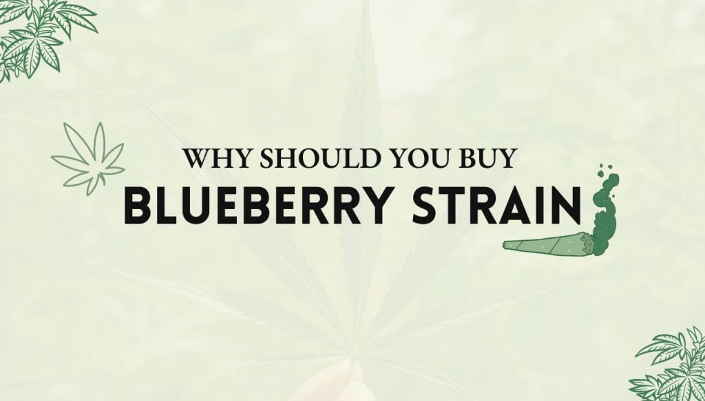 Blueberry Strain