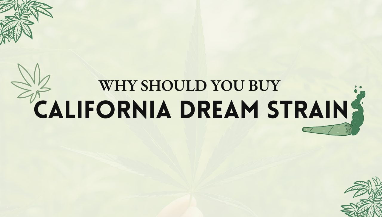 California Dream Strain