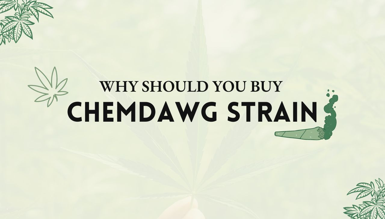 Chemdawg Strain