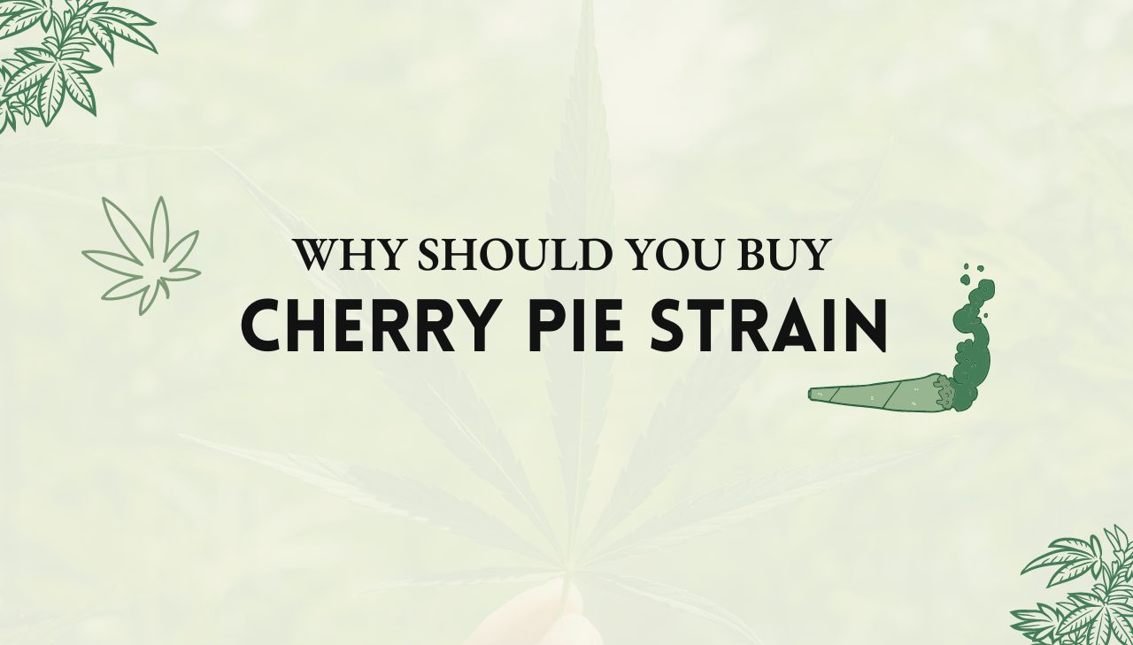 Cherry Pie Strain