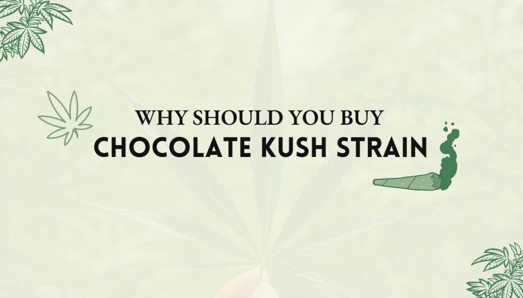 Chocolate Kush Strain