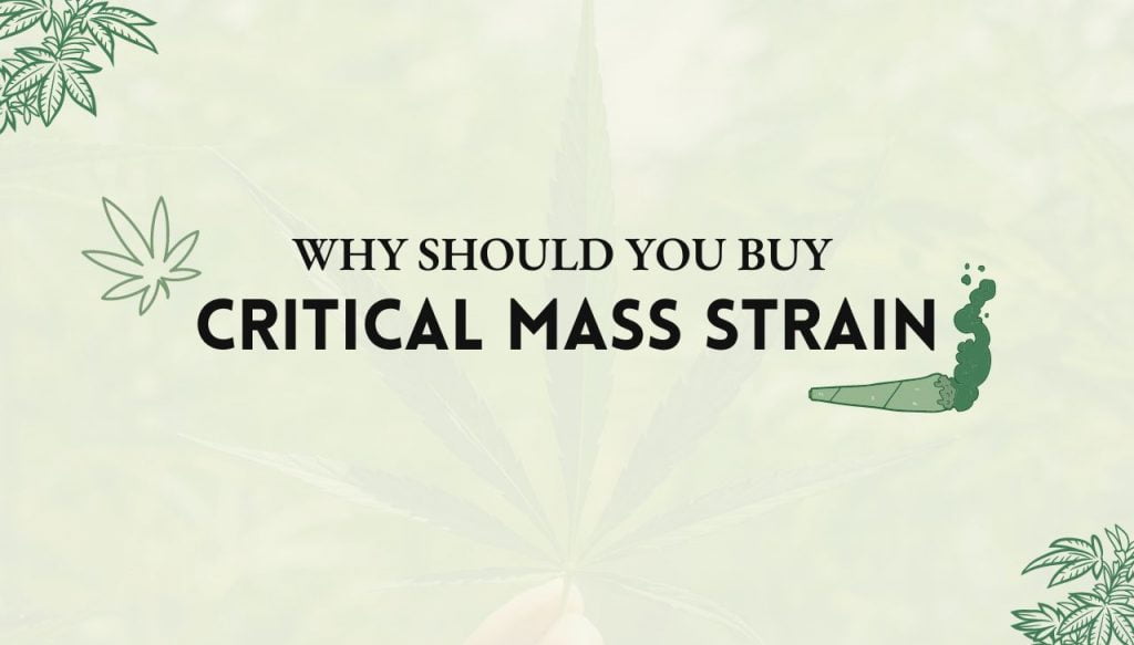 Experience the Relaxing High of Critical Mass Strain 1 Critical Mass strain