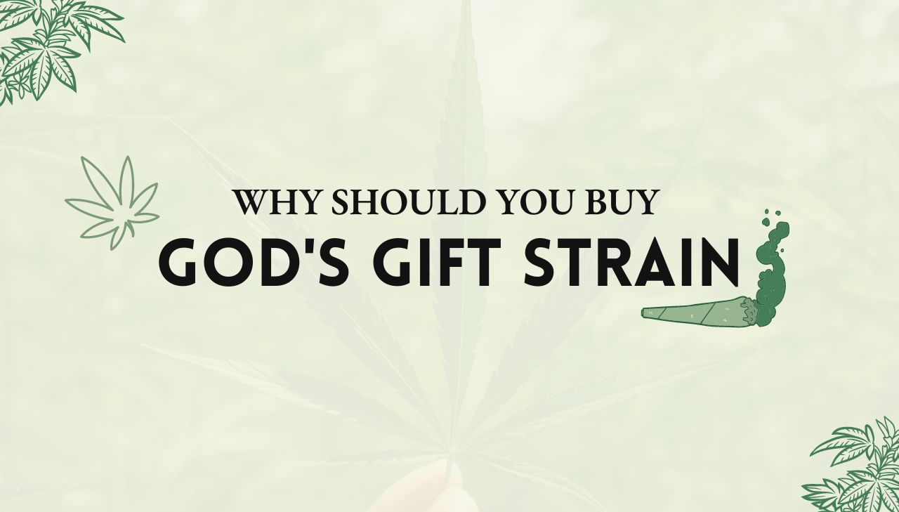 God's Gift strain