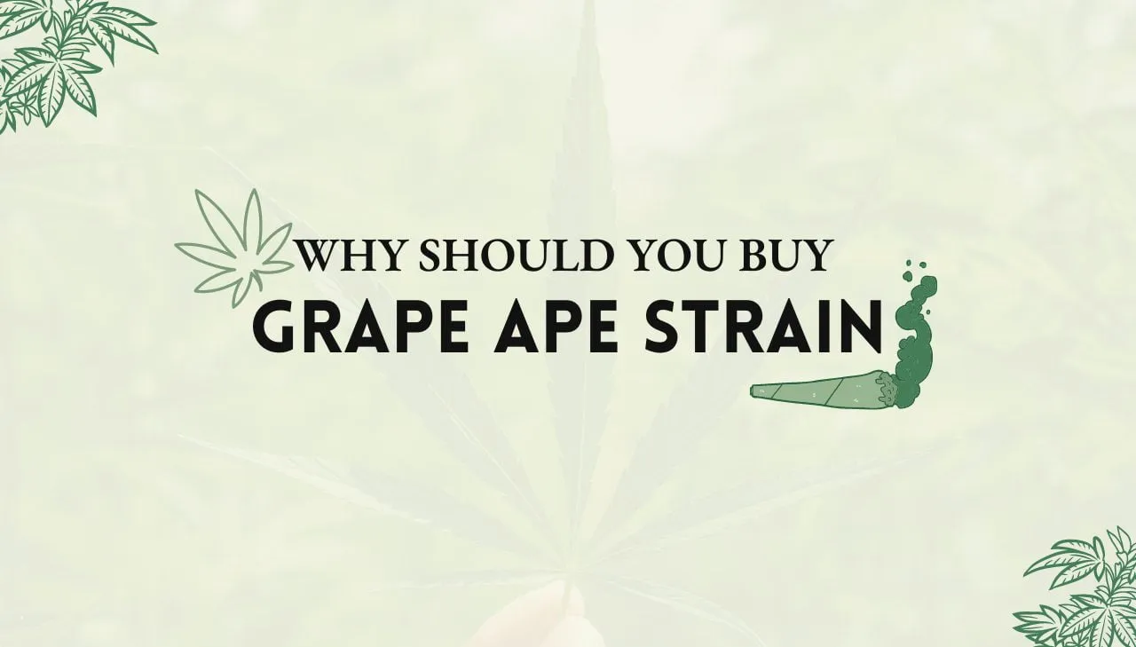 Grape Ape Strain