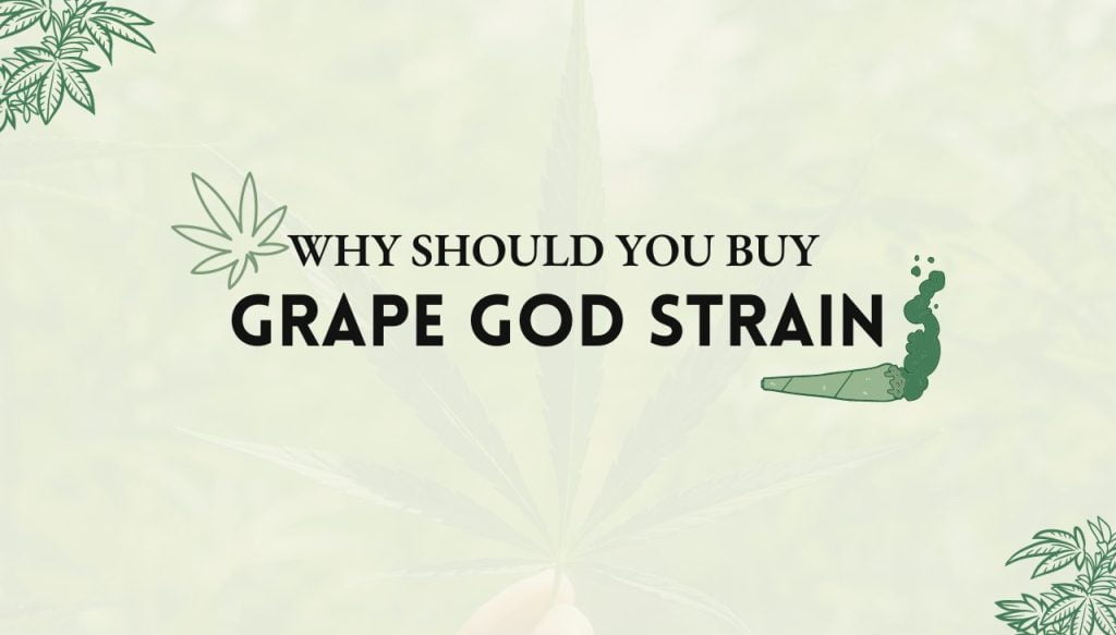 Grape God Strain