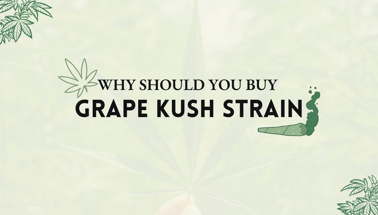 Grape Kush Strain