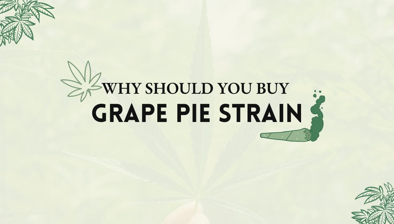 Grape Pie Strain