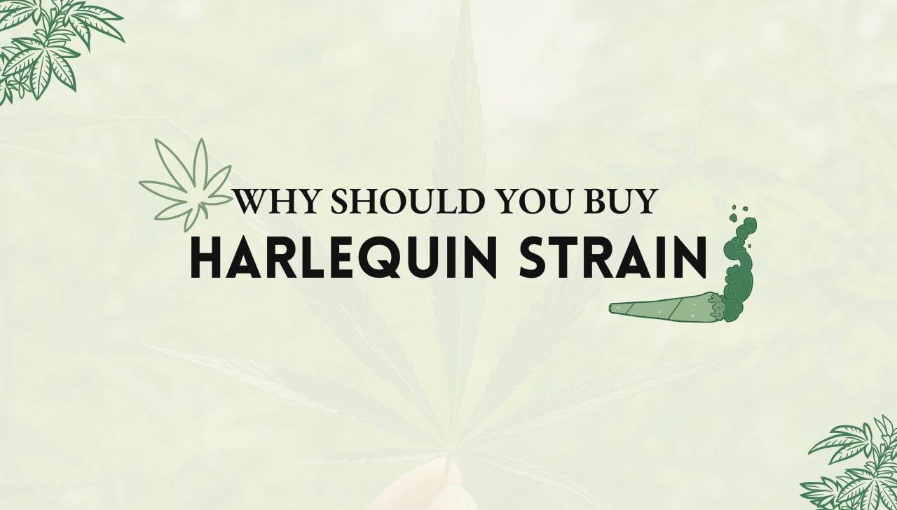 Harlequin Strain