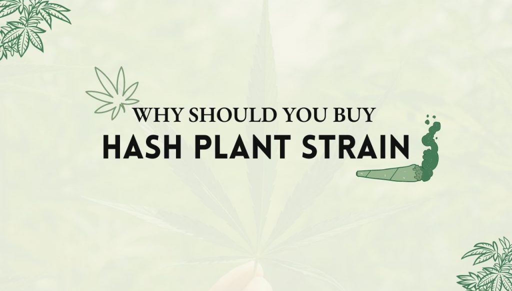 Hash Plant Strain 1