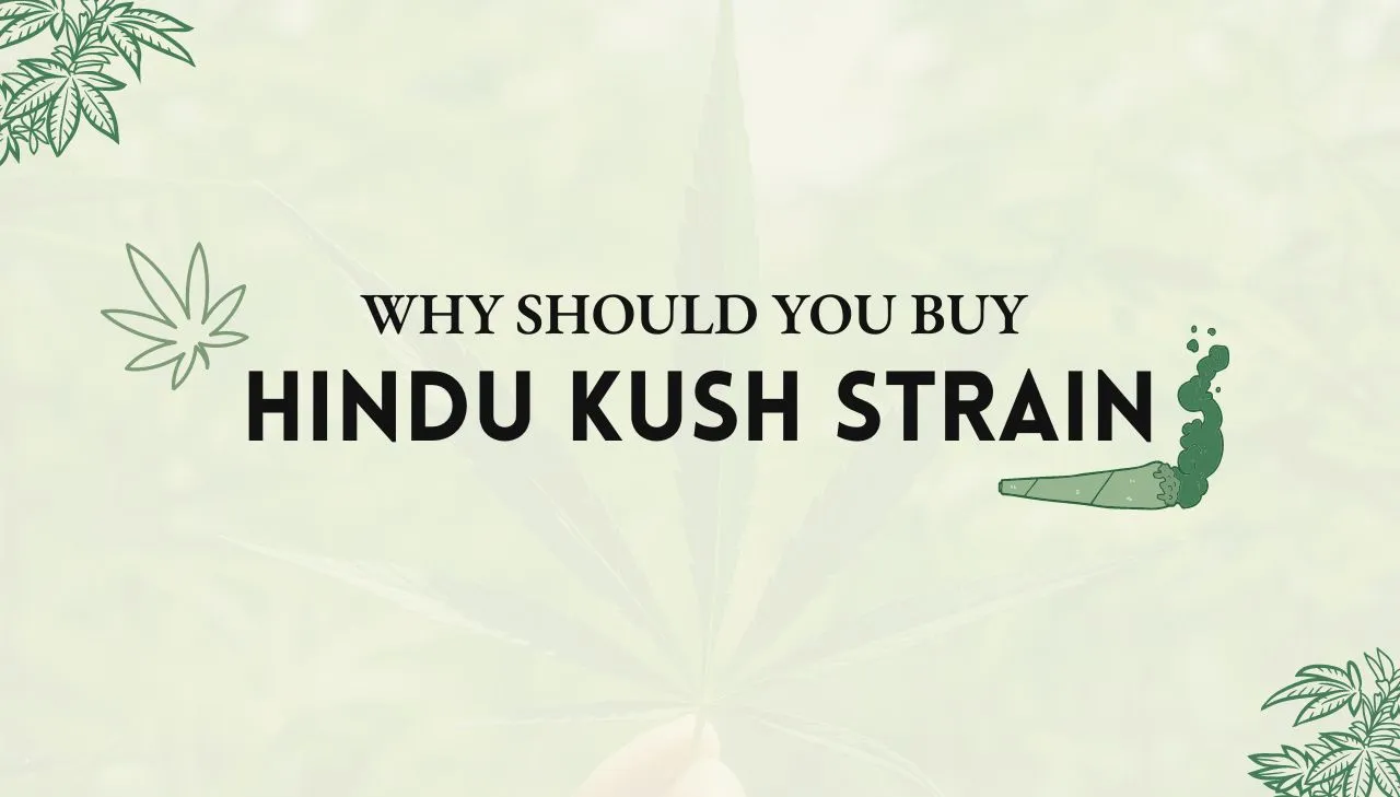 Hindu Kush strain