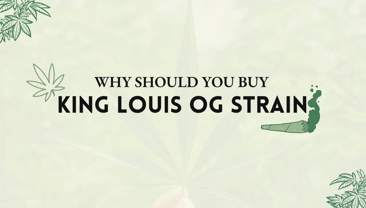 King Louis OG Strain