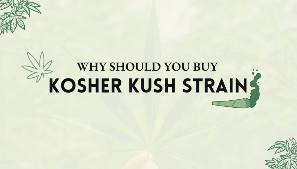 Kosher Kush Strain
