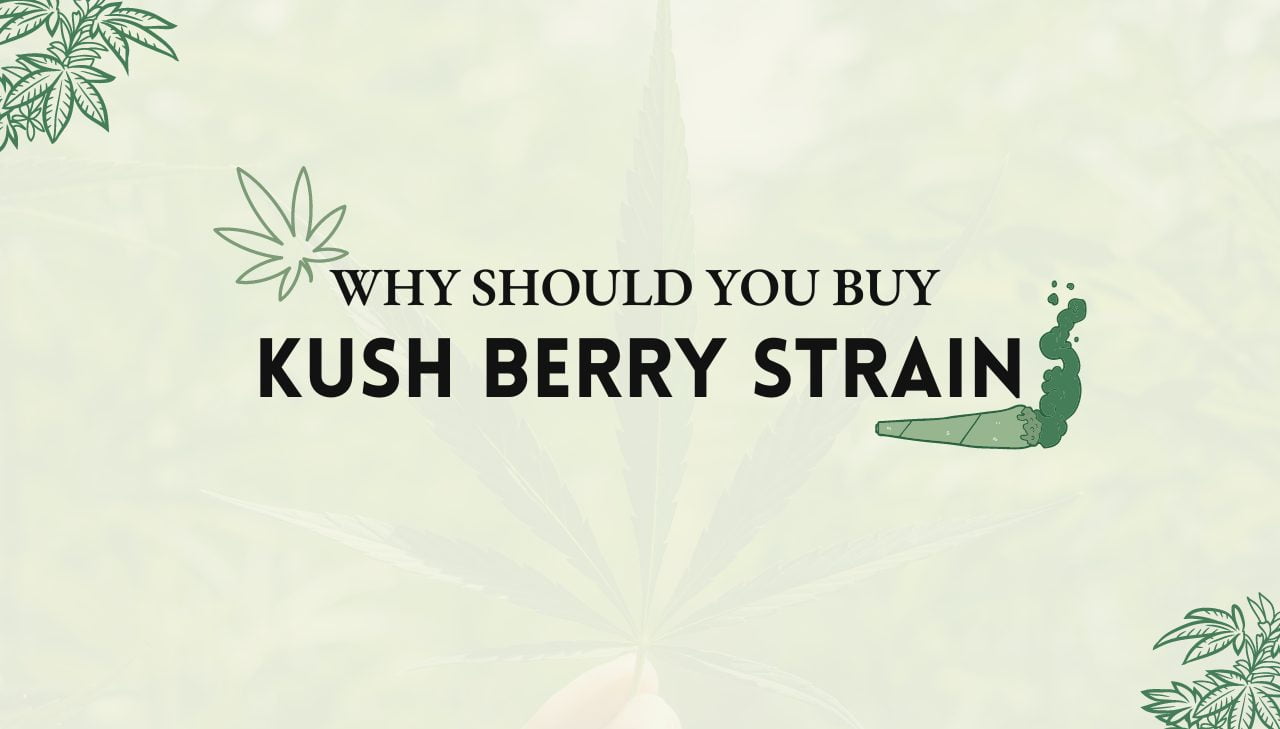 Kush Berry Strain