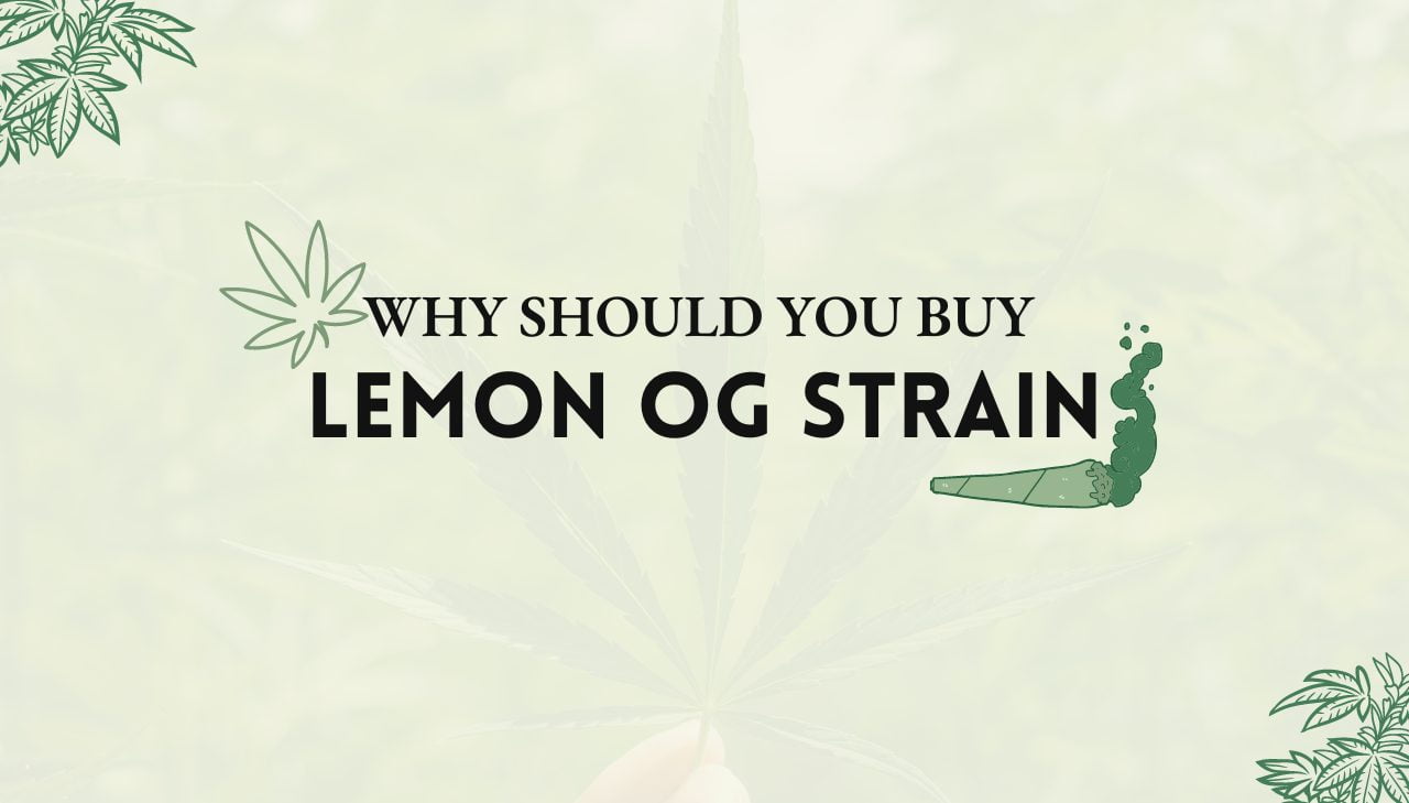 Lemon OG Strain