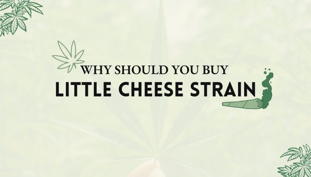 Little Cheese strain
