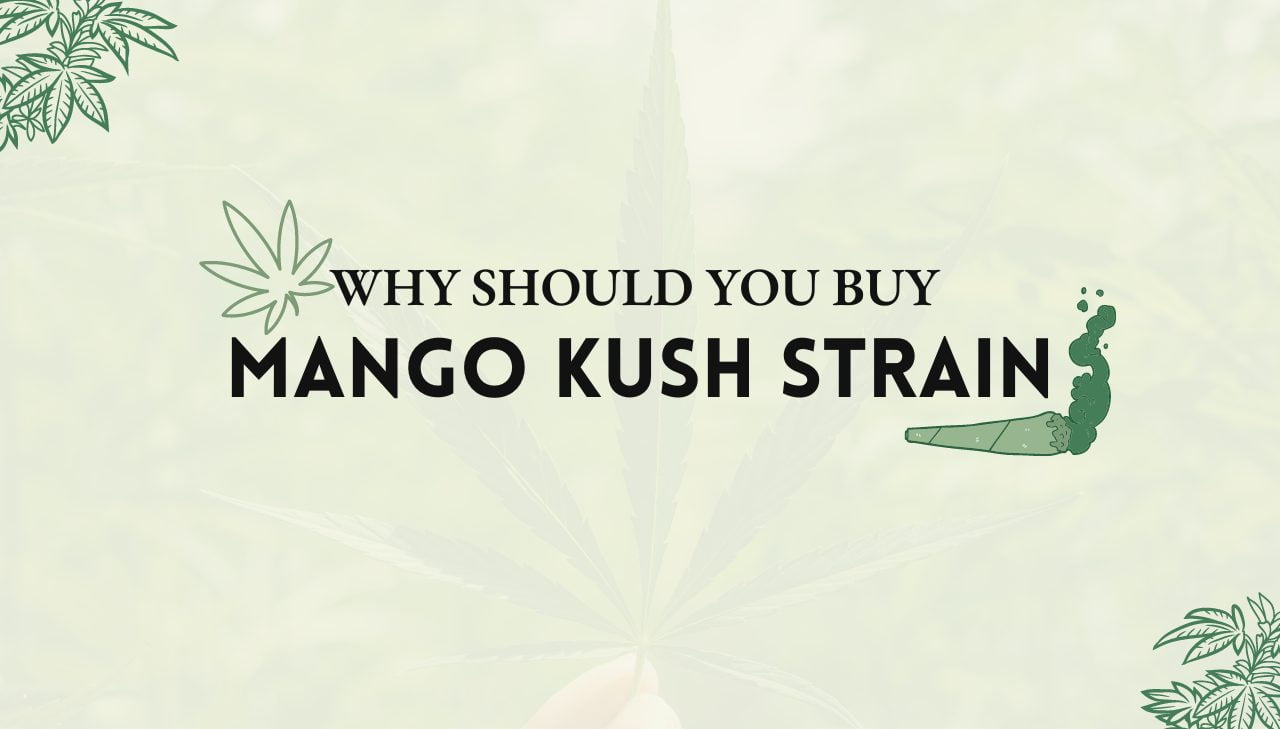 Mango Kush Strain