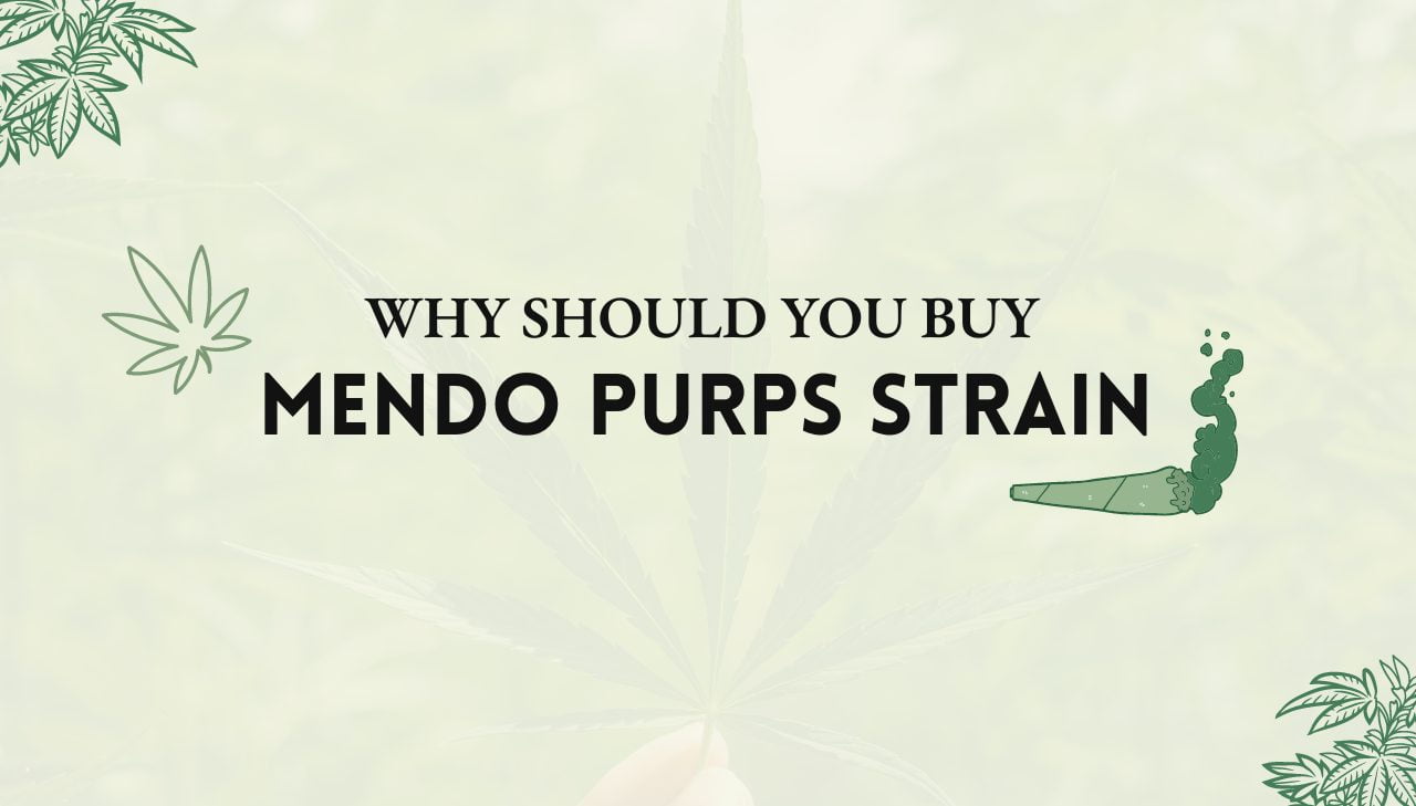 Mendo Purps Strain