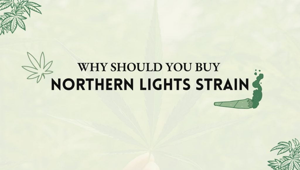 Northern Lights Strain: The Ultimate Relaxation Experience 1 Northern Lights Strain
