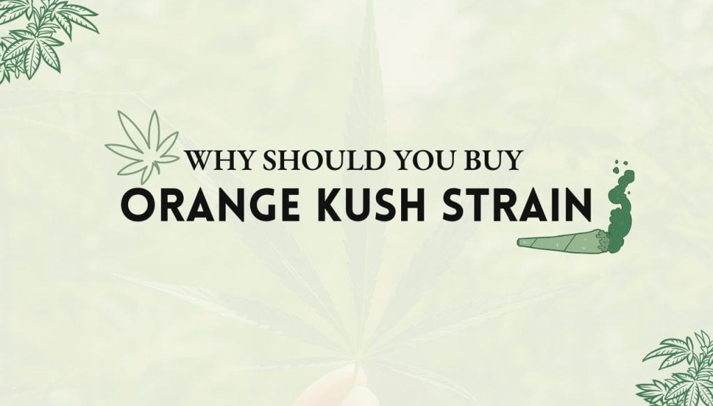 Orange Kush Strain