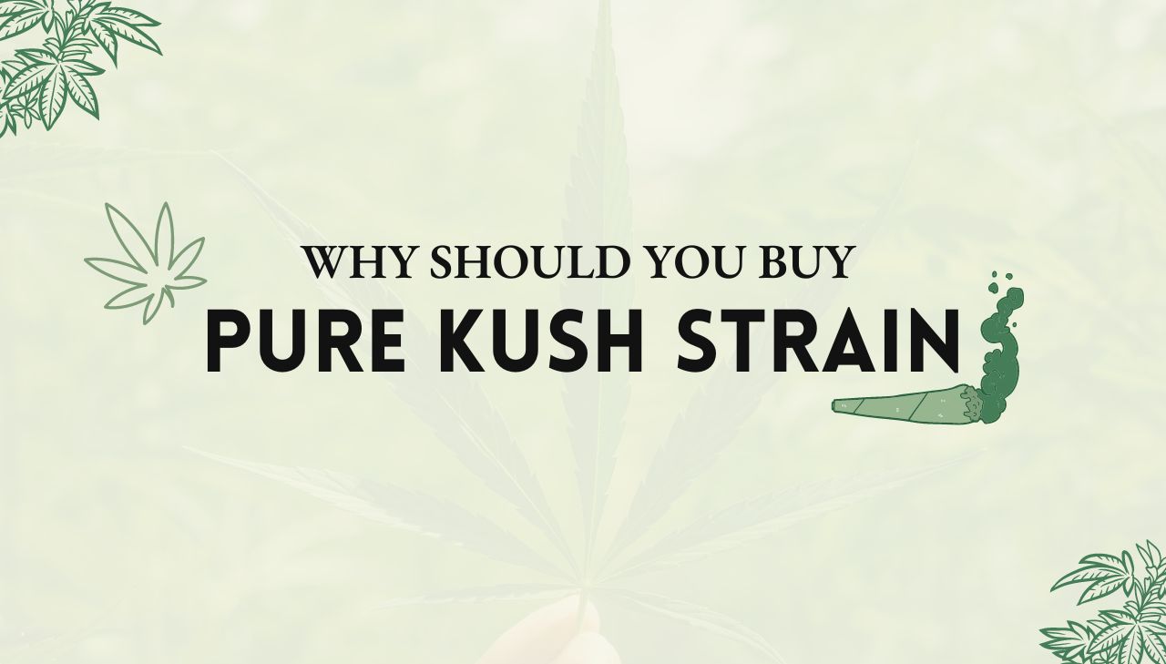 Pure Kush Strain