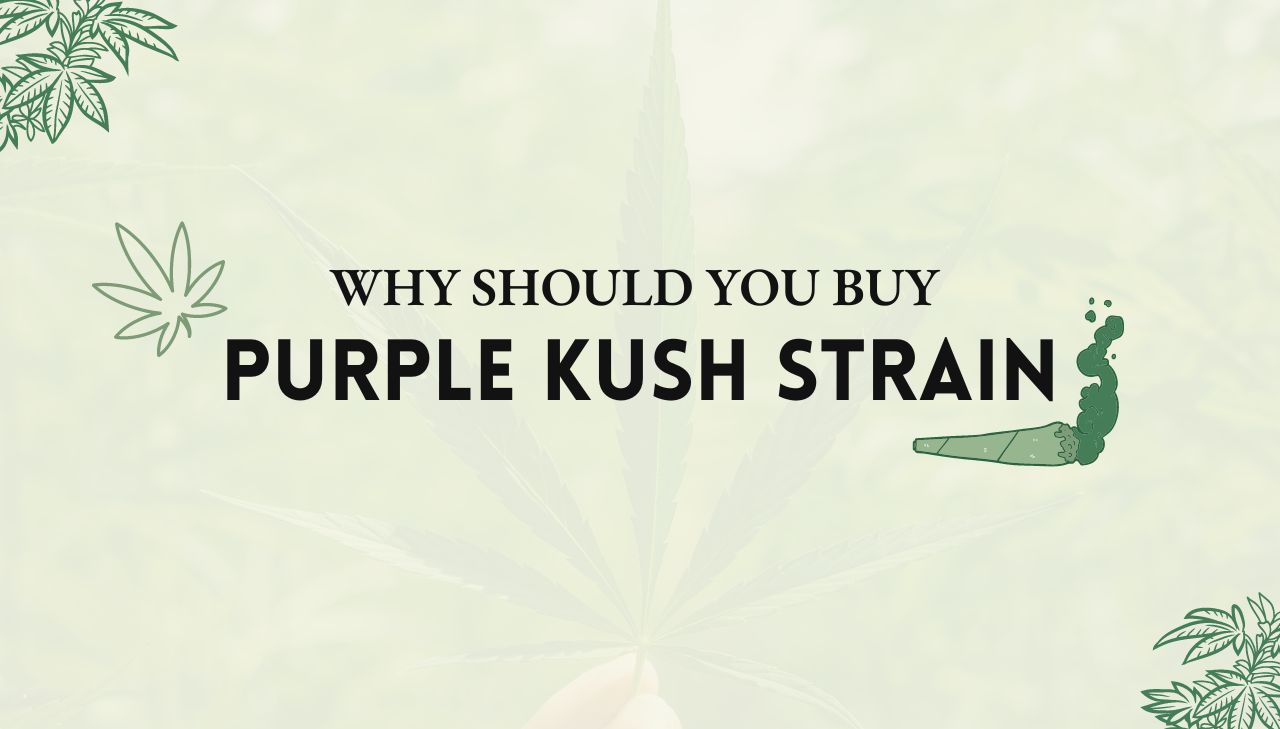 Purple Kush