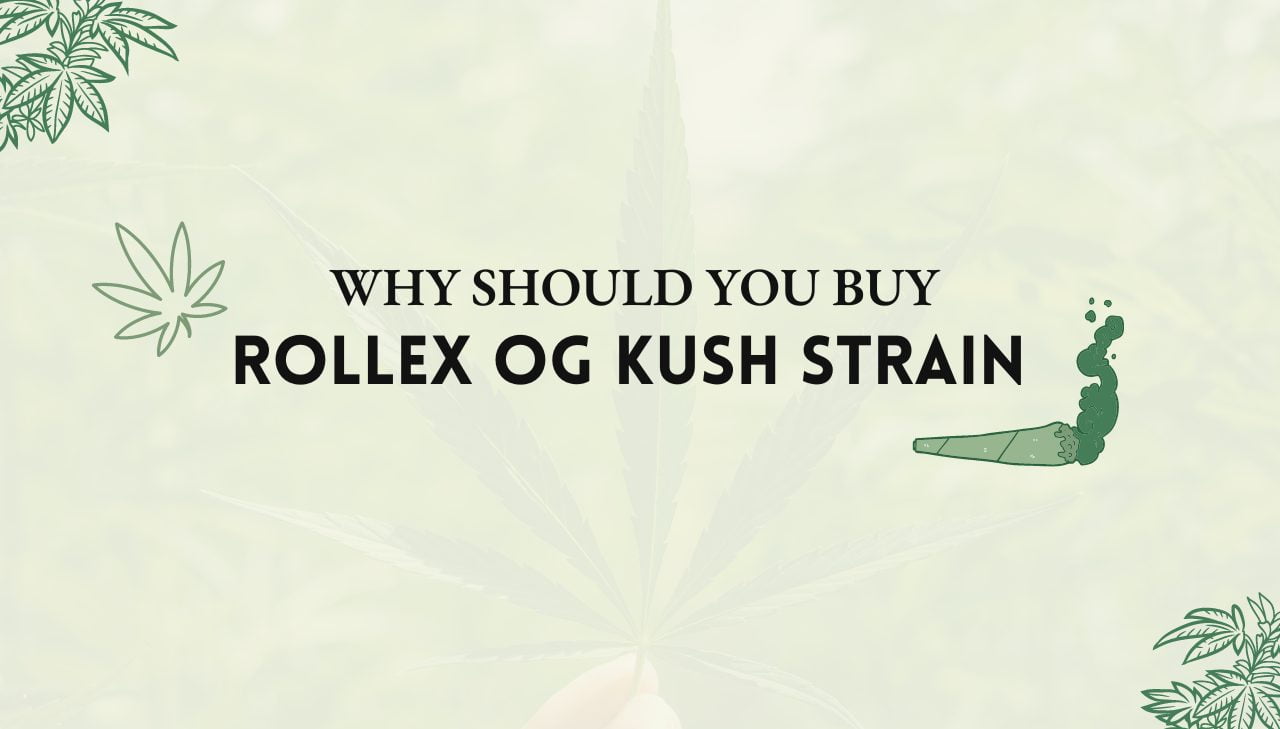 Rollex OG Kush Strain