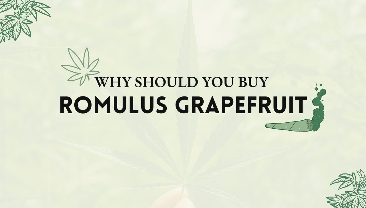 Romulus Grapefruit Strain