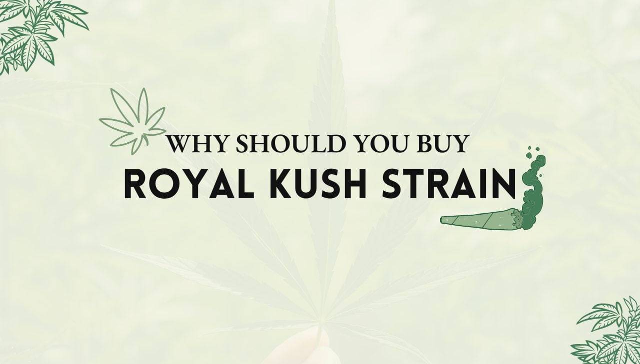 Royal Kush Strain