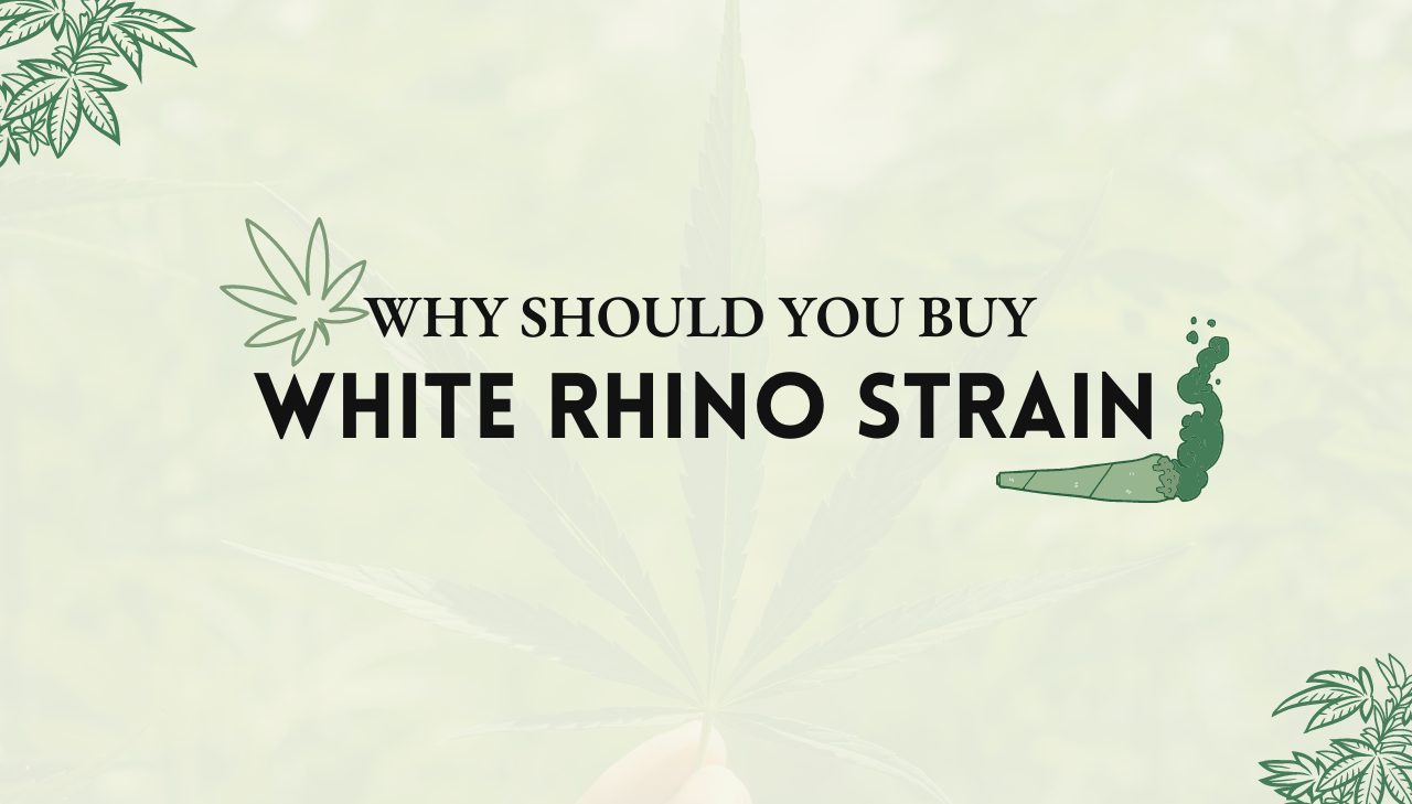 White Rhino Strain