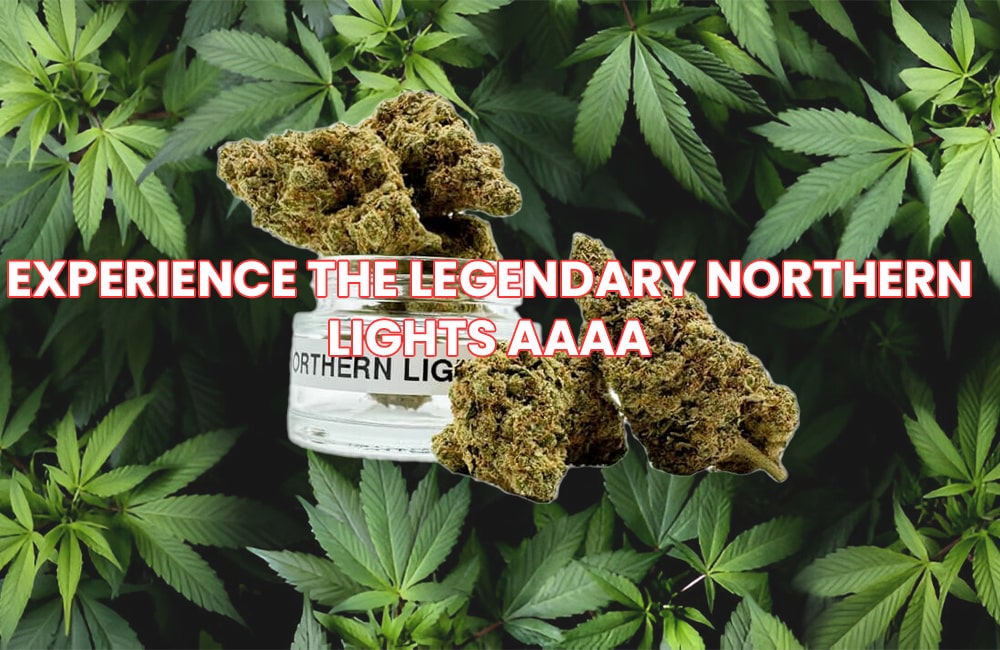 Northern Lights AAAA