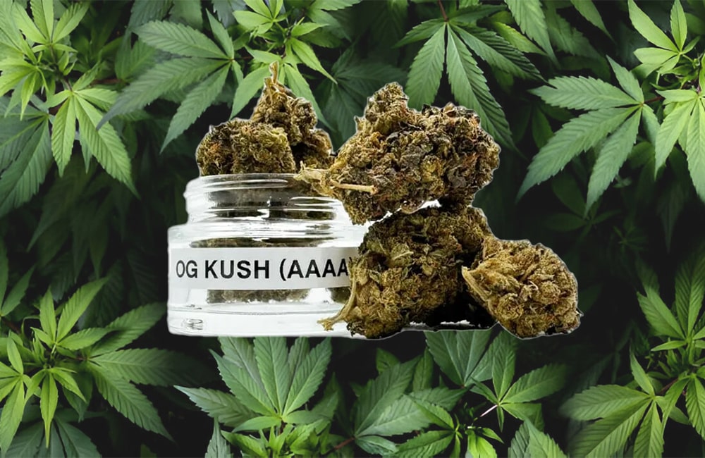 OG Kush Cannabis