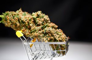 Buy Cannabis Flower Online