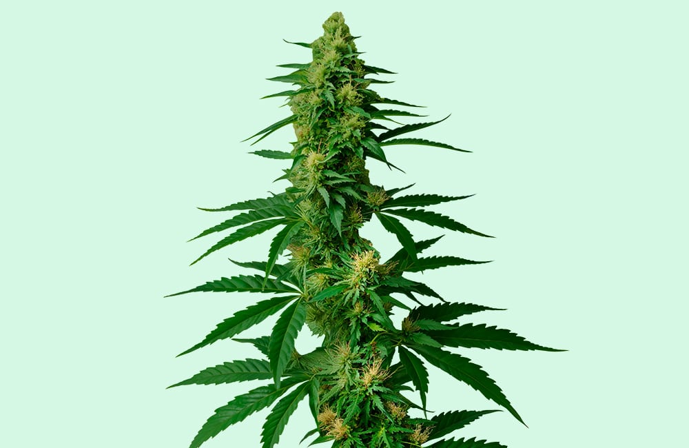 Buy Marijuana Flower Online in Canada